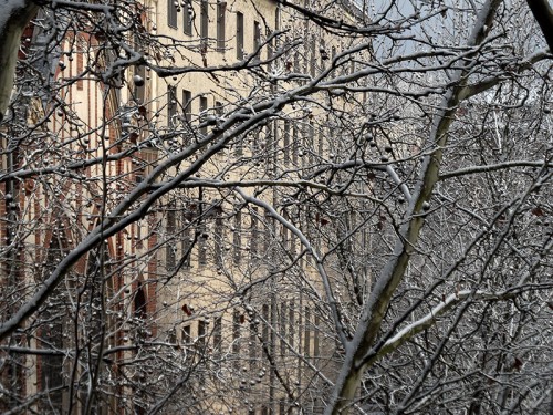 Verschneite Bäume in Berlin