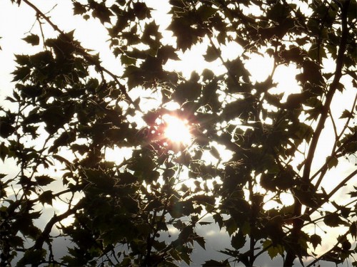 Maisonne Sonne scheint durch Blätter einer Platane