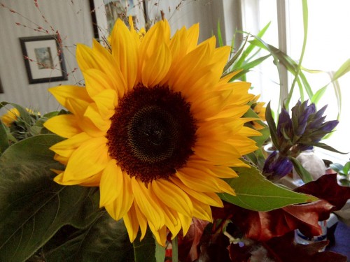 SAM_9184_blog Sonnenblume